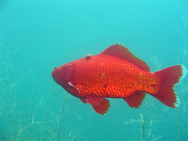 Fish with problem